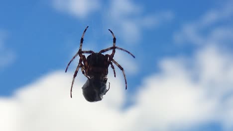 spider eats wasp caught in its web against a blue sky-3