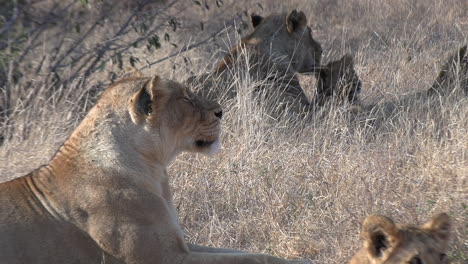 Lionesses-with-cubs-in-the-savannahs