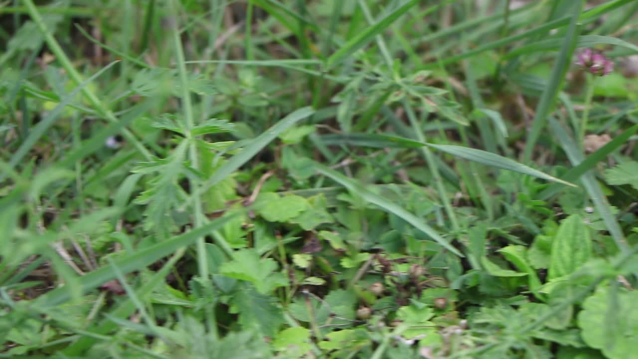 una manzana roja caída del árbol