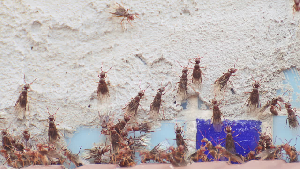 Close up of a swarm of flying ants climbing on a wall