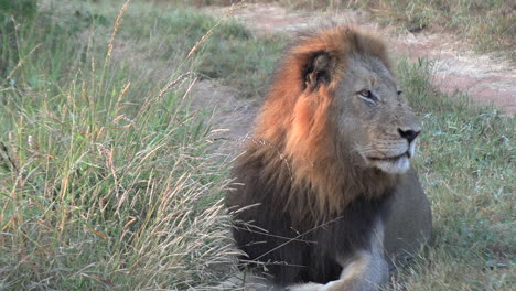 a male lion looks sharply to his left after spotting something of interest