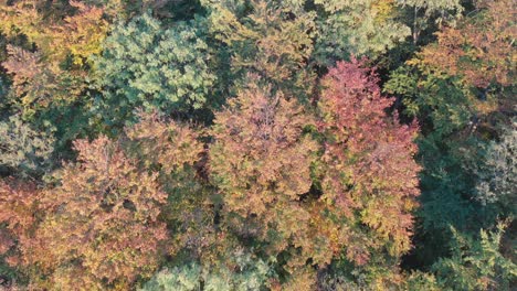 vista aérea de un bosque en hermosos colores de otoño