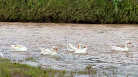 Weiße-Schwäne-Auf-Dem-Fluss