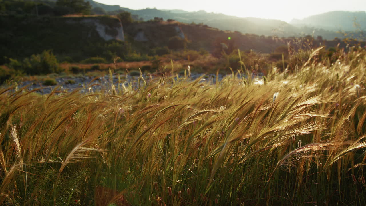 Ears of Wheat Moved by the Light Wind at Dawn in Italy