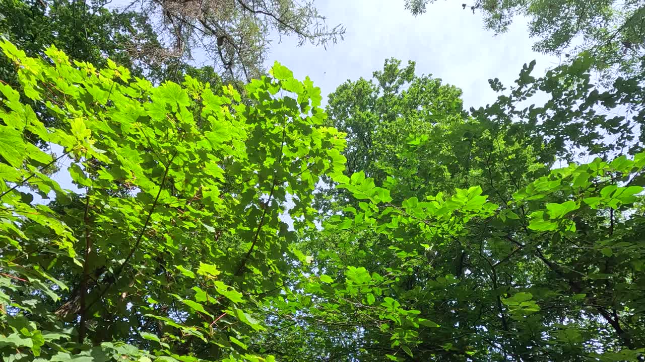 View of tree canopy in forest