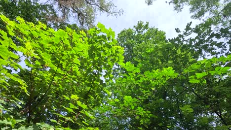 view of tree canopy in forest