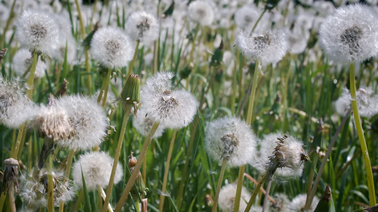 Fluffy Seeds dandelions Flying Over the Clearing. Shot on super slow motion camera 1000 fps