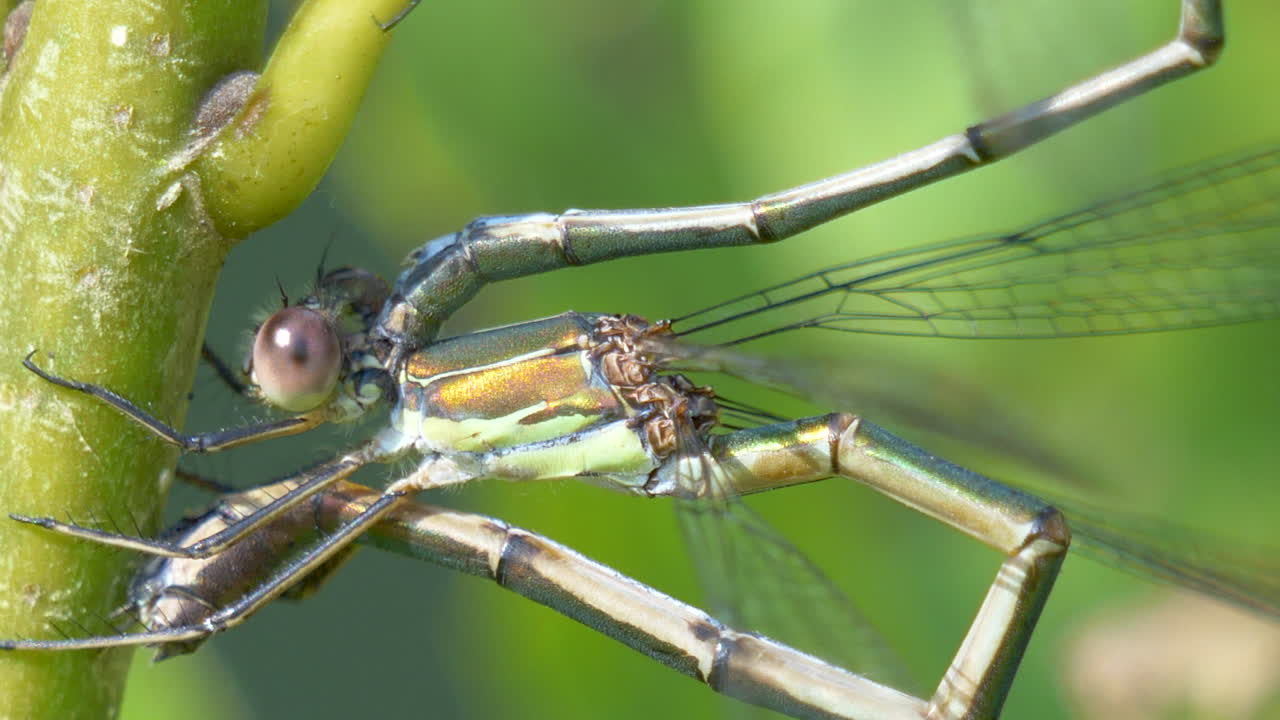 macro: willow emerald damselfly en planta verde en la naturaleza - las larvas lestes tienen un abdomen largo y grandes laminillas caudales