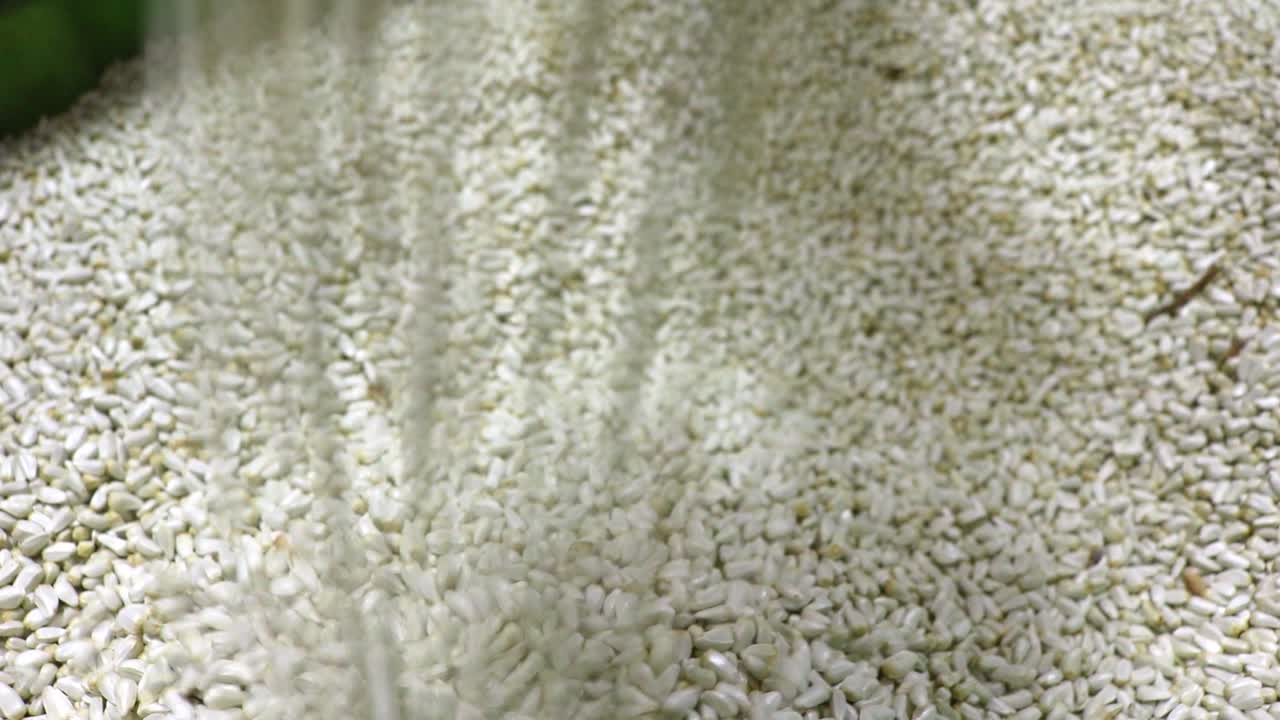 토양의 건강과 수분 보유력을 높이기 위해 농부들에게 종자를 판매 및 수출하는 중소기업에서 판매하는 덮개 작물로 사용되는 핀치 홍화 종자