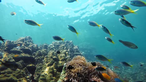 the beautiful ocean diversity beneath the waves of thailand - underwater shot