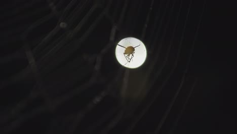 close up slow motion shot of insect caught in spider web