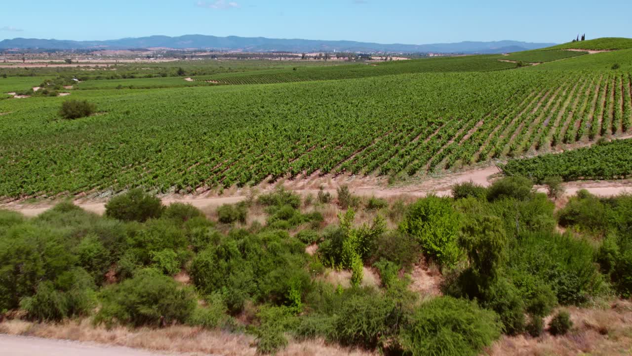 vista aérea de cauquenes en el valle del maule, plantaciones de viñedos verdes orgánicos, chile