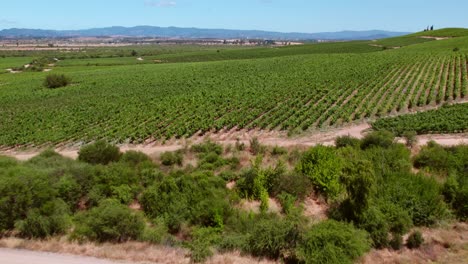 aerial view of cauquenes in maule valley ,organic green vineyards plantations, chile