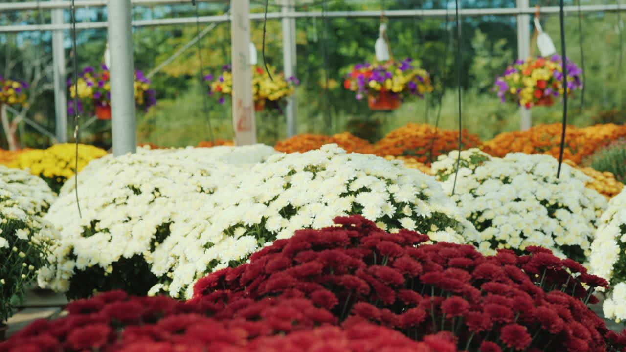 mujer entre flores en invernadero comercial