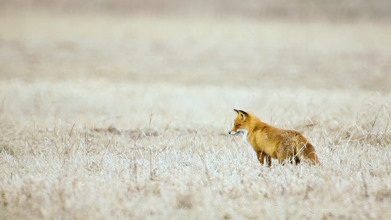 fox está buscando comida en la sabana de hierba seca a muy alta temperatura