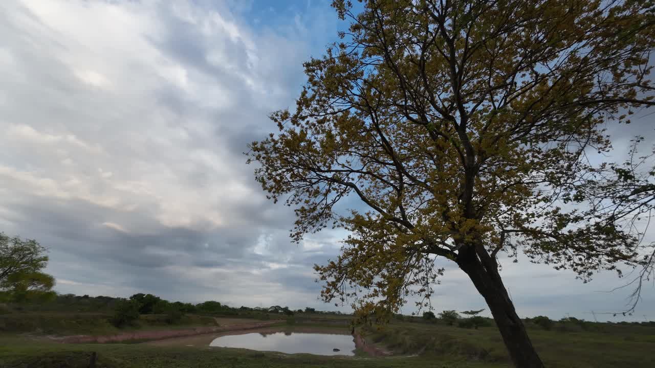 Venezuelan national tree (Handroanthus chrysanthus) in full yellow bloom, leaning over a watering hole on the vast, earthy plains