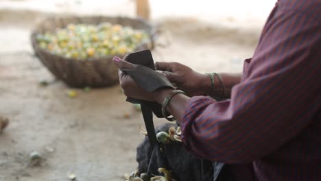 woman hands separating areca fruit from shells on sharp metal tool