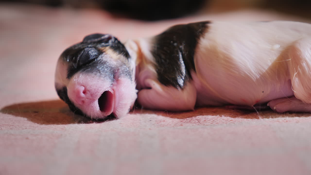 갓 태어난 무방비 강아지