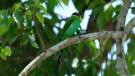 Perched-on-a-branch-as-it-looks-around-opening-its-mouth-during-a-very-windy-afternoon-in-the-forest,-Long-tailed-Broadbill-Psarisomus-dalhousiae,-Thailand