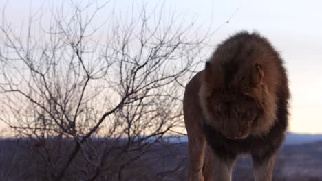 lion looks down slomo in the morning