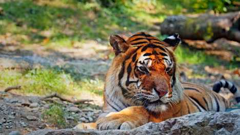 Close-Up-Shot-of-Tiger-Resting-in-the-Shade