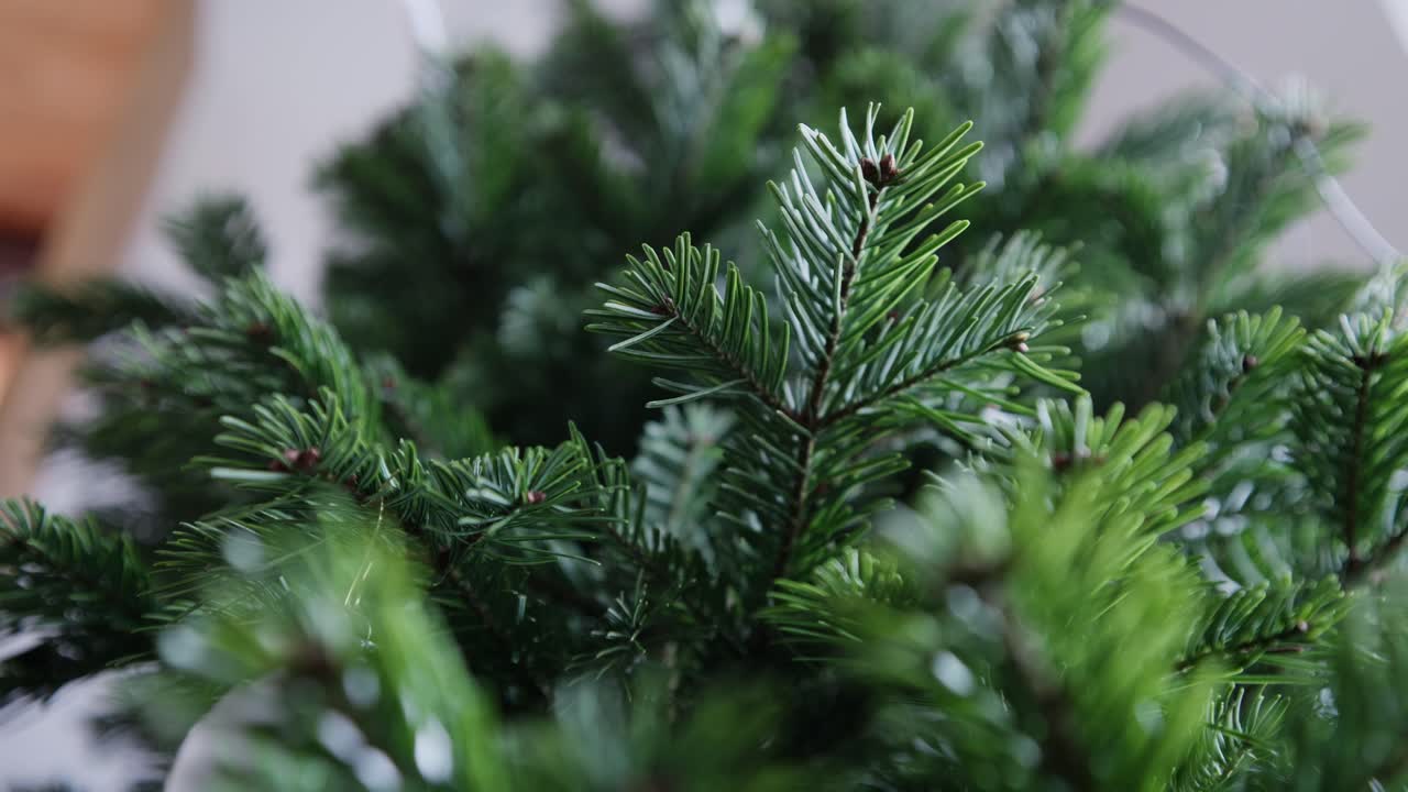 Low angle close up shot of branch of a Christmas tree getting decorated with led candles