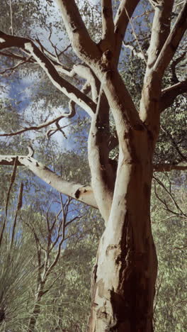 eucaliptus in australia red center