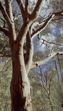 majestic eucalyptus tree