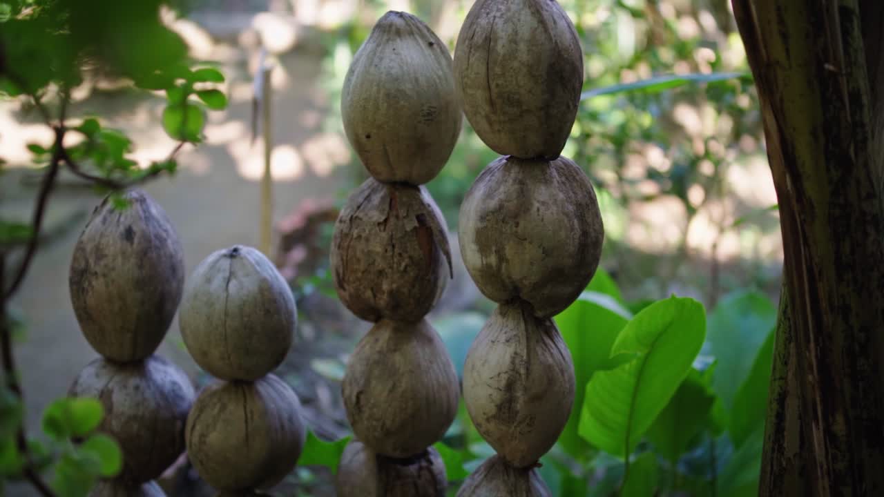 Stacked brown coconuts serve as natural decoration in an Asian spice garden, blending rustic charm with tropical aesthetics surrounded by lush herbs and earthy tones of nature