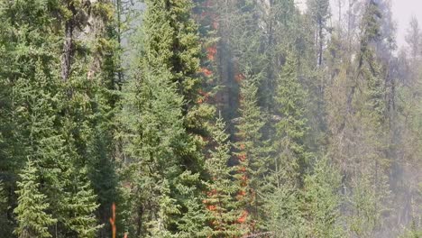 Handheld shot of wildfire starting to burn a pine tree forest, smoke clouds the view