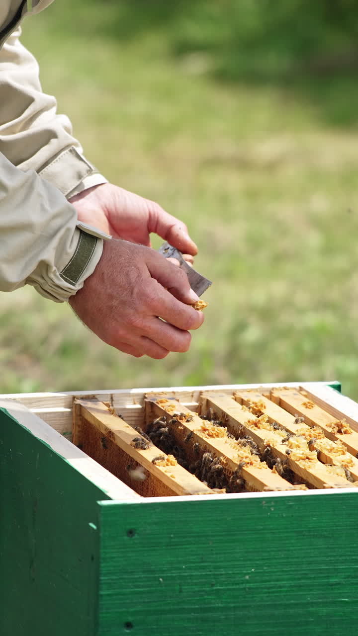 Man working at bee apiary