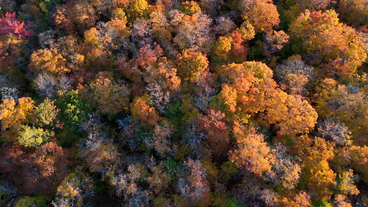 Aerial view of a vibrant autumn forest with lake, river, and mountains at sunrise in Mauricie, Quebec, Canada. Warm light highlights the colorful fall landscape