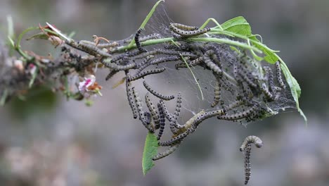 nesting web of ermine moth caterpillars, yponomeutidae, feeding on green leaves in the uk