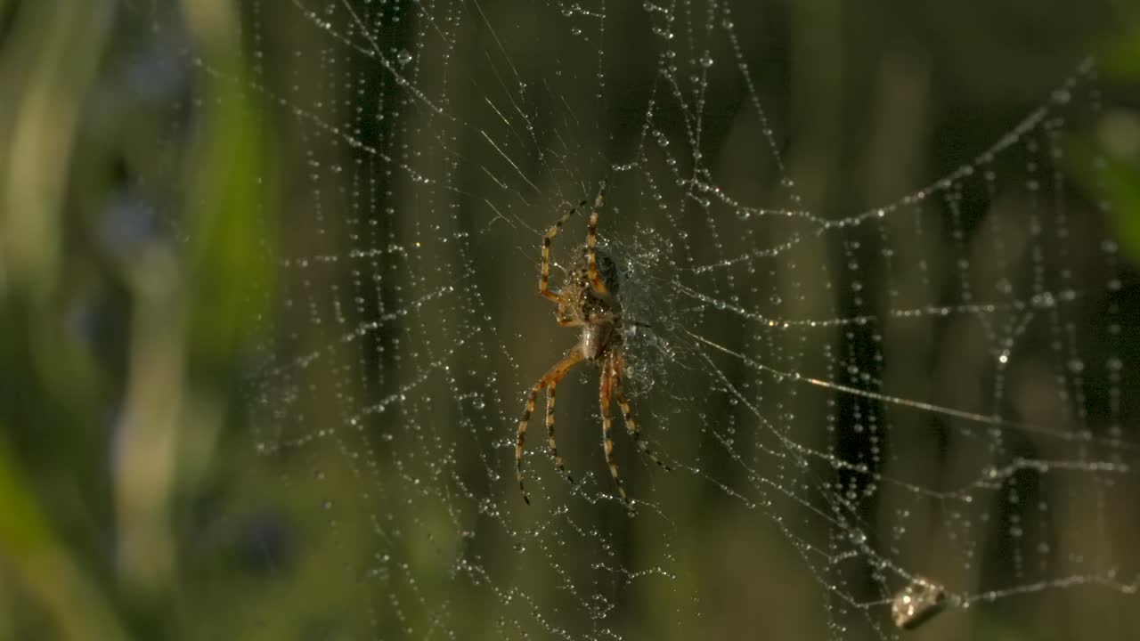araña en la red besada por el rocío