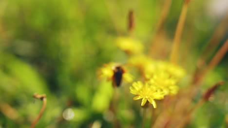 노란 dandelion 벌에