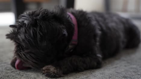 beautiful close shot of a cute black maltese dog in the living room