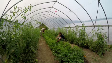 Couple-checking-pants-in-green-house-4k