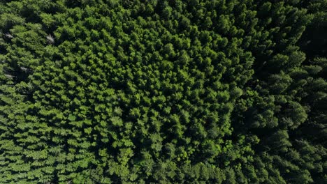 Toma-De-Arriba-Hacia-Abajo-De-Un-Frondoso-Bosque-Lleno-De-árboles