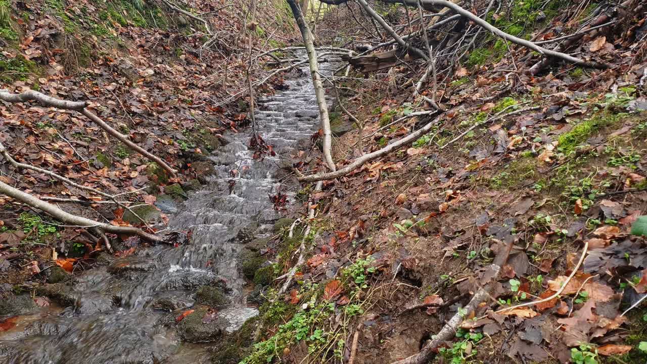 Small flowing stream-brook. Overgrown with branches and trees.