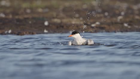 Common-tern-dunks-its-head-and-flaps-wings-as-it-bathes-in-shallows,-low-angle