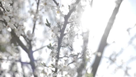 spring blossoms in sunlight