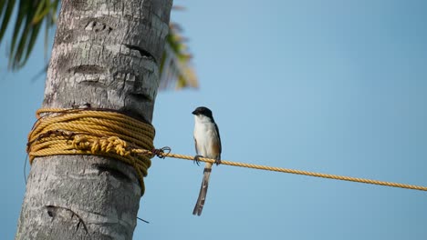 alcaudón de cabeza negra o lomo rufo posado en una cuerda naranja contra el cielo azul junto al tronco de la palma de coco