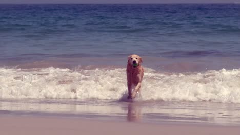 funny dog playing with ball