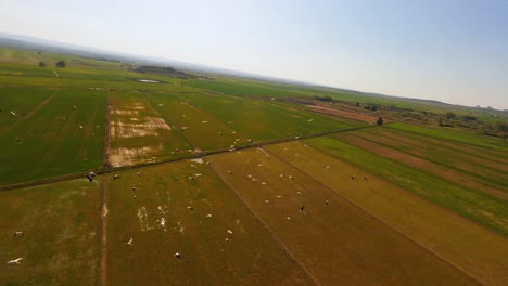 FPV-aerial-drone-flying-around-a-large-flock-of-white-storks-soaring-over-farm-fields