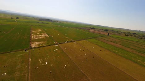 drone aéreo fpv volando alrededor de una gran bandada de cigüeñas blancas volando sobre los campos agrícolas