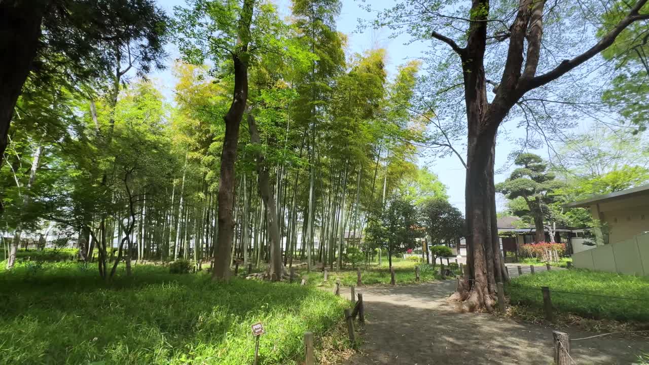 A peaceful bamboo grove with tall trees in Roka Kosyuen Park, Tokyo, Japan