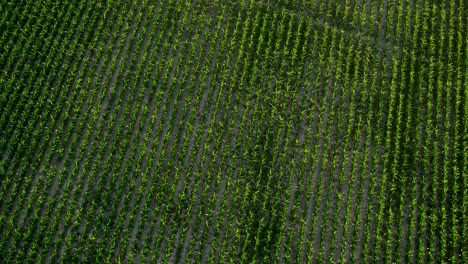 Top-View-of-Corn-Plantation-Field-at-Sunrise-Light