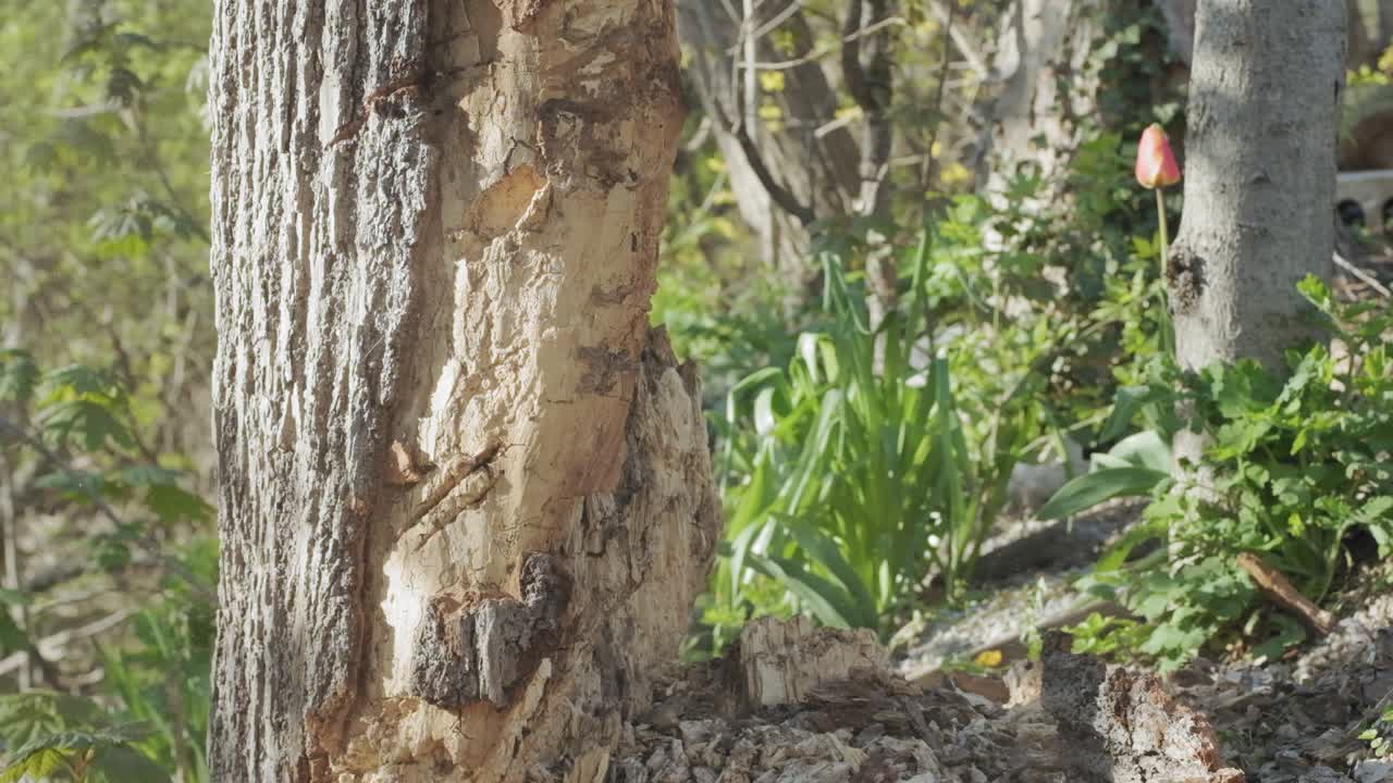 poderosas chuletas de hacha en un árbol en un bosque