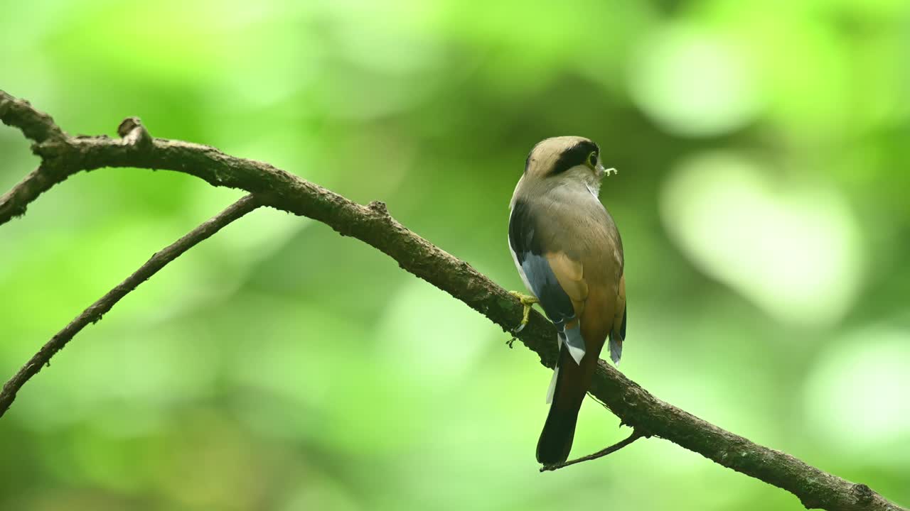 은가슴 브로드빌, serilophus lunatus