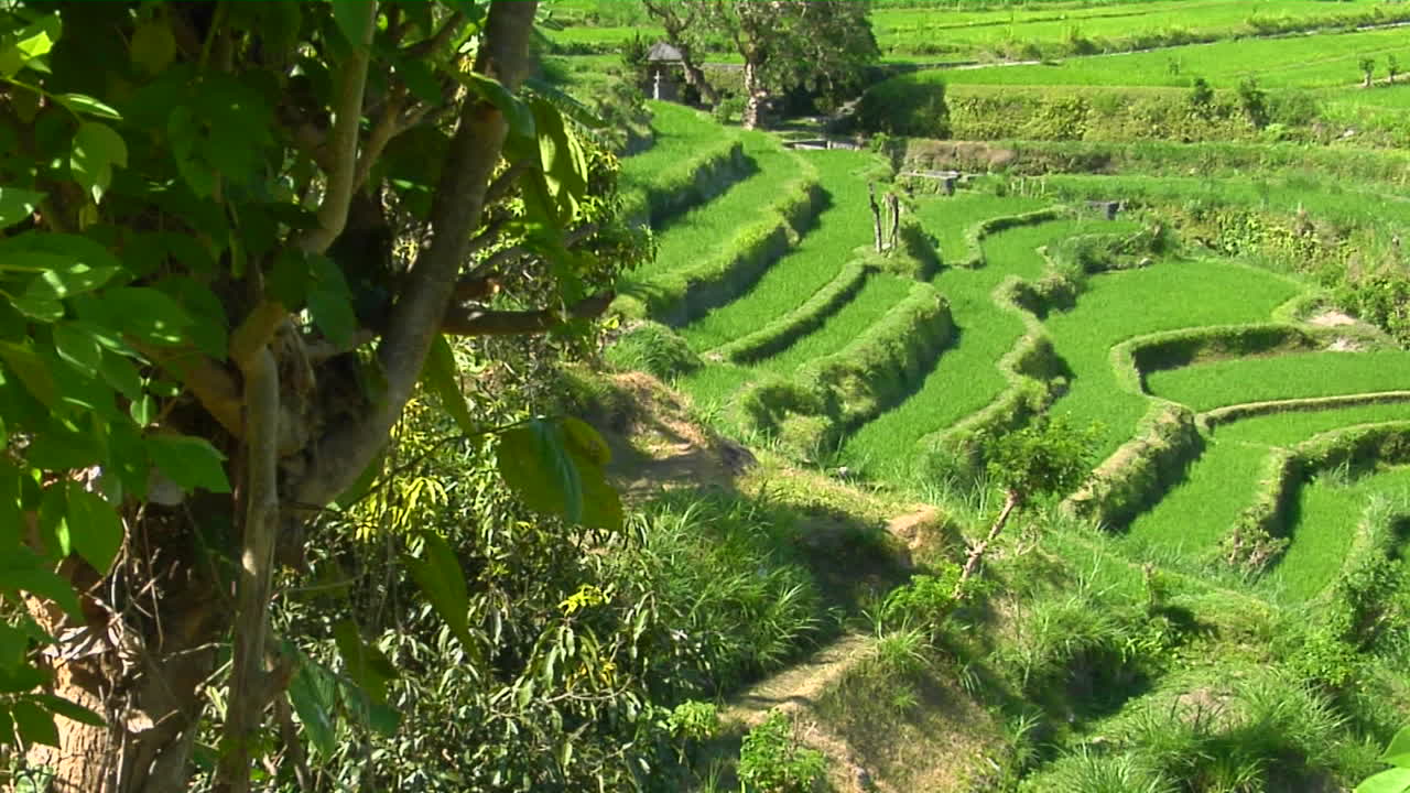 una granja de arroz en terrazas cultiva campos verdes